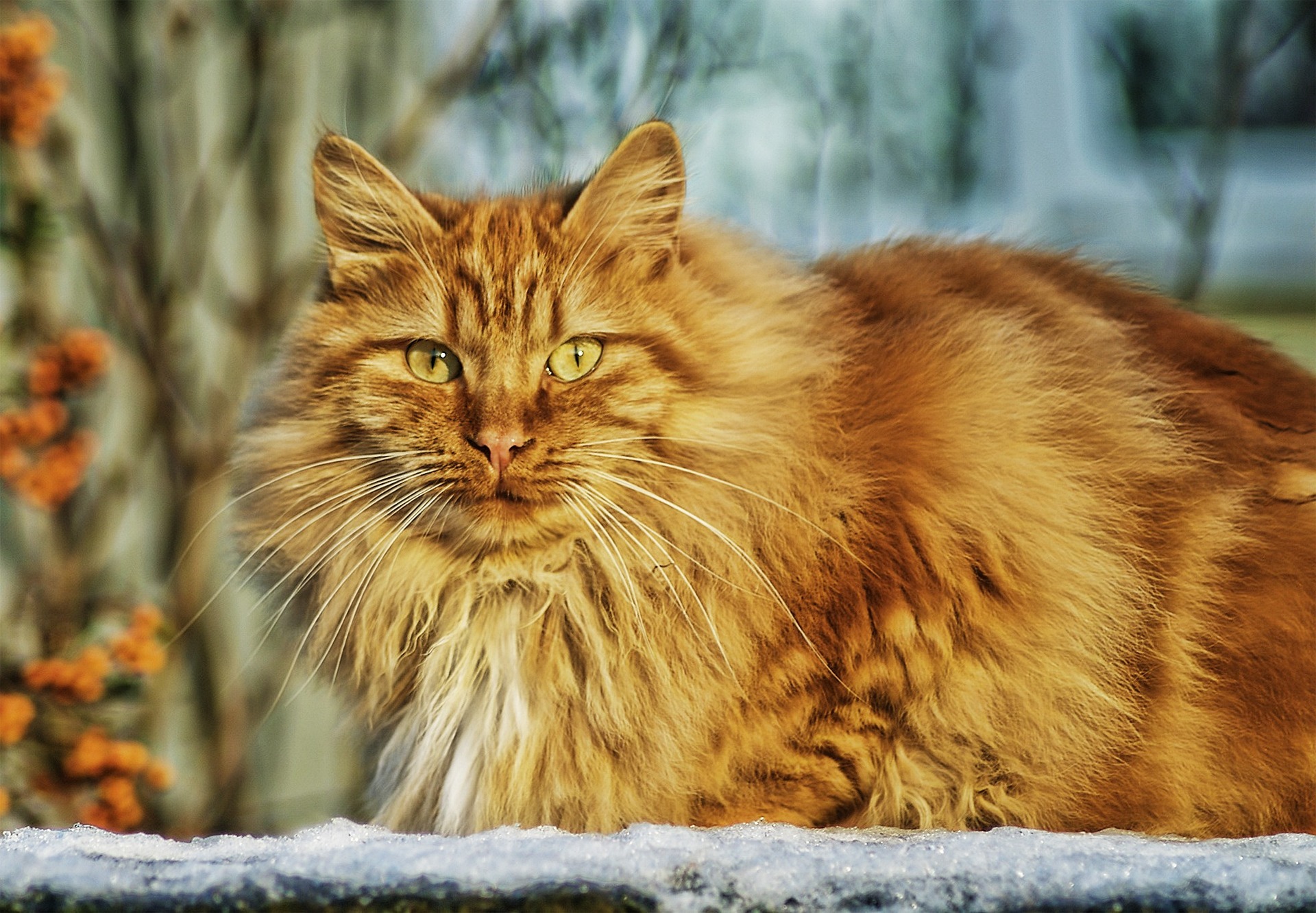 Norwegische Waldkatze
